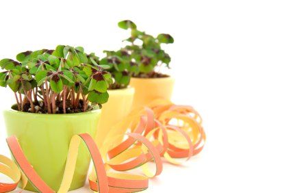 clovers