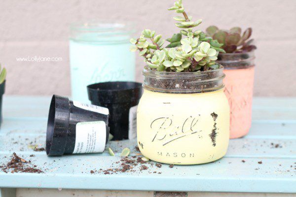 Chalky-Painted-Mason-Jar-Potted-Succulents-600x400