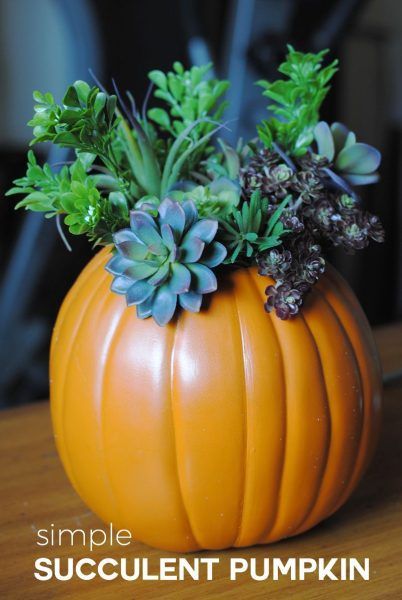 Succulent Pumpkin