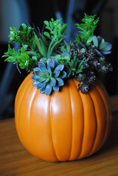 Succulent Pumpkin 5