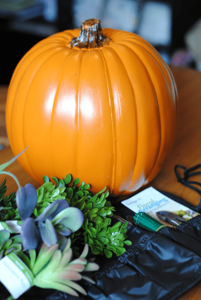 Succulent Pumpkin 6