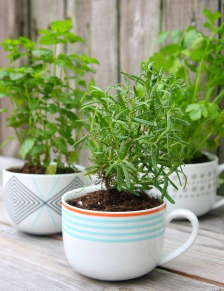 herb gardens are simple for all spaces