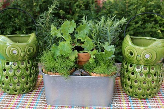 herb gardens are simple for all spaces