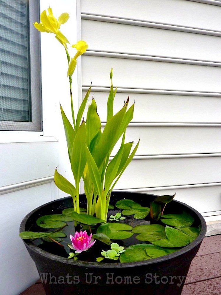 Water Lily and Fishy Container
