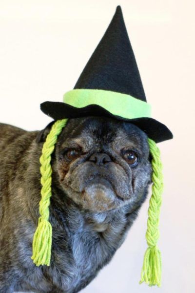 Simple Doggy Witch Hat