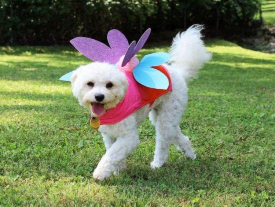 Fluttery Fairy Doggo Costume