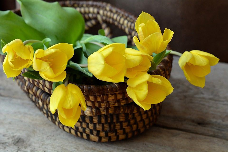 cut tulips on a basket