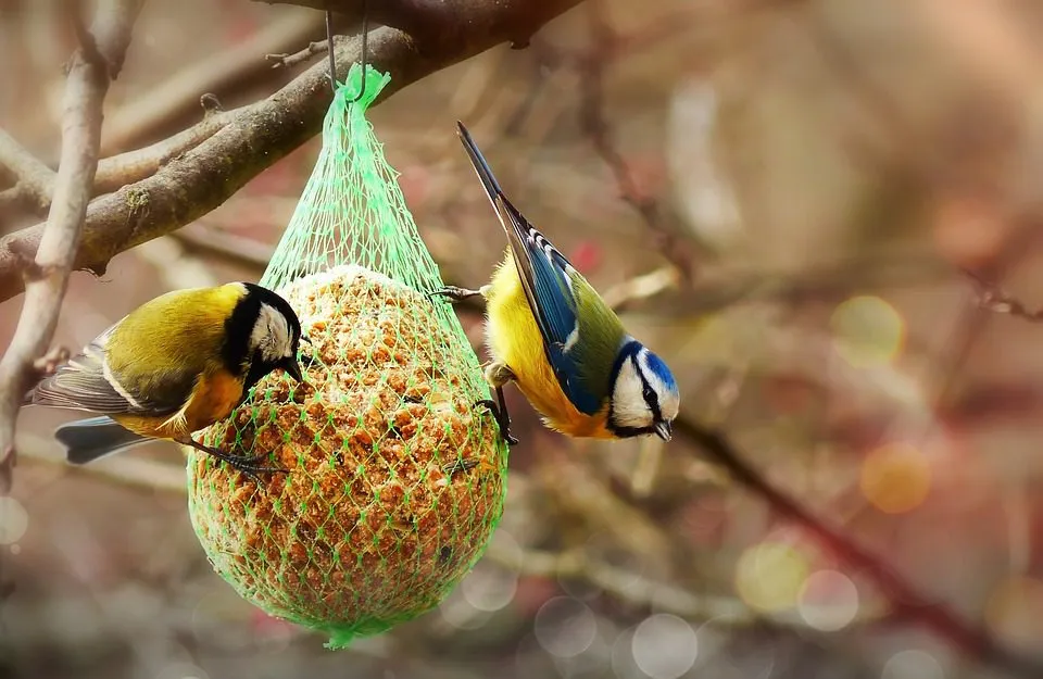 diy bird food