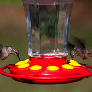 hummingbeard feeder