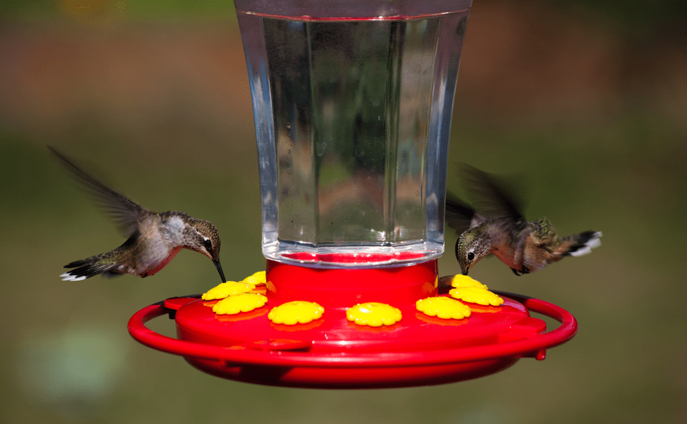 hummingbeard feeder
