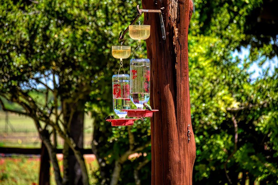 hummingbird drinking on a hummingbird feeder