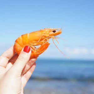 person holding shrimp