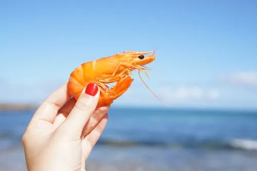 person holding shrimp