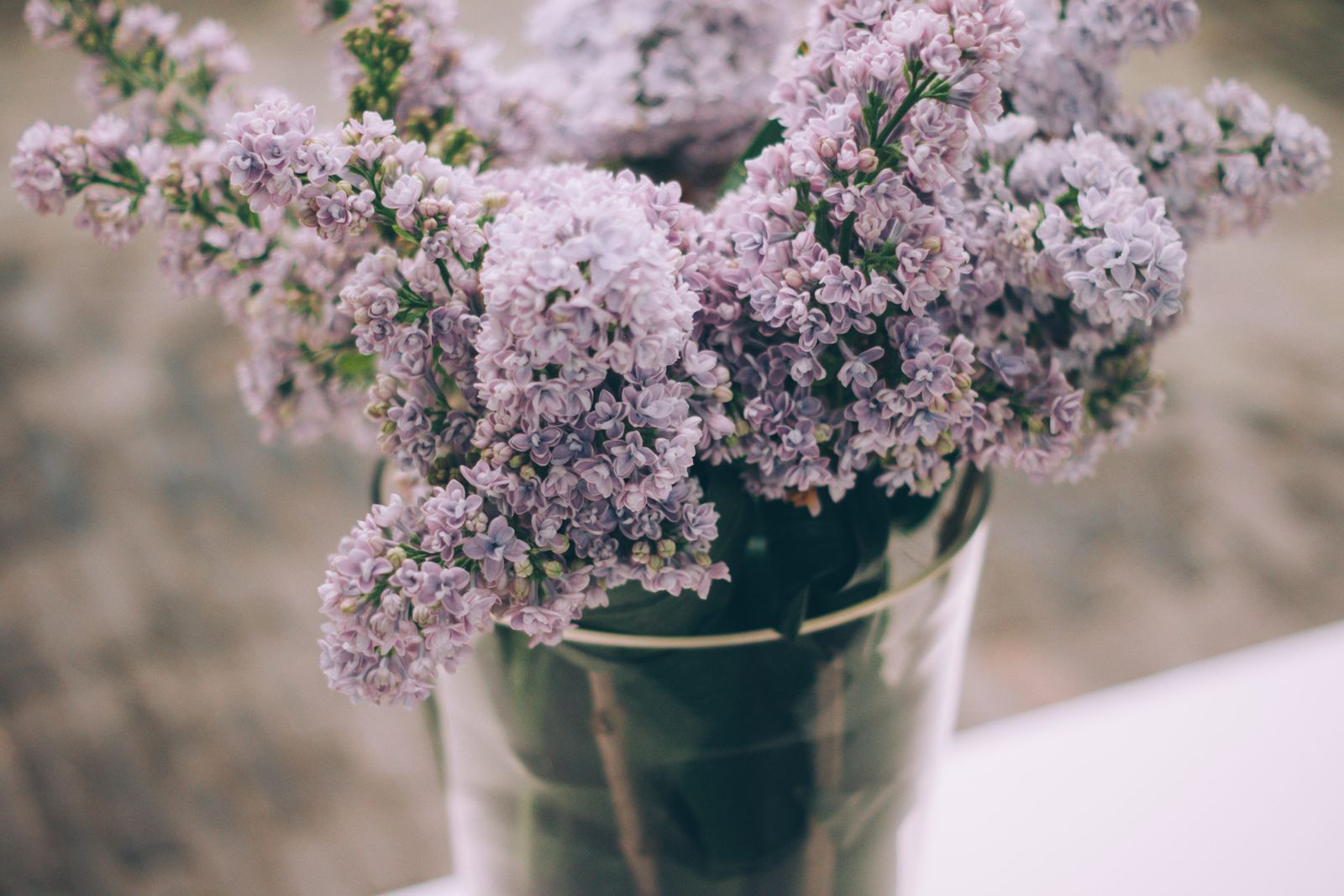 lavender plant in a bucket