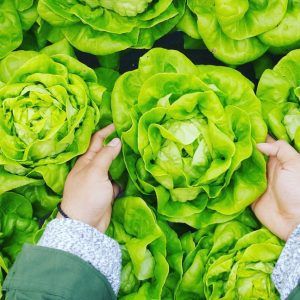 Boston Lettuce for Salad Nicoise