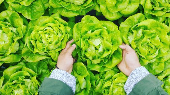 Boston Lettuce for Salad Nicoise