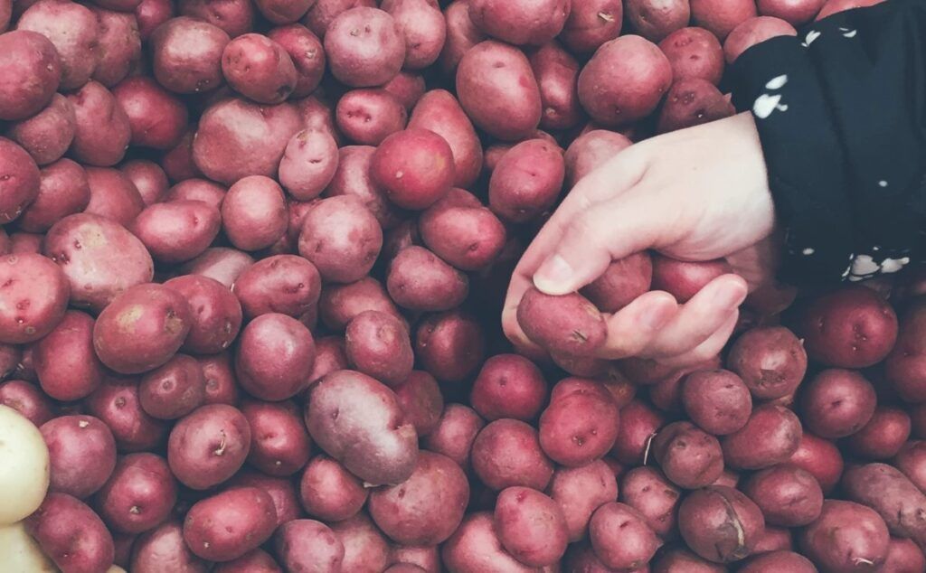 red potatoes for Salad Nicoise being selected by hand