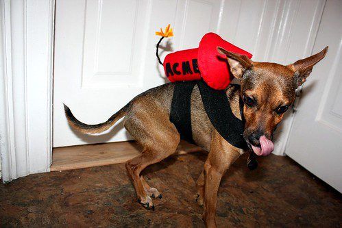 Wile E. Coyote Dog Costume