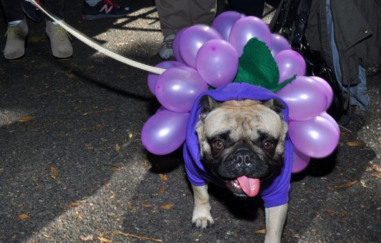 Bunch 'o Grapes Dog Costume