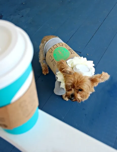 Pumpkin Spice Latte Dog Costume