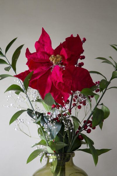 Christmas Flower