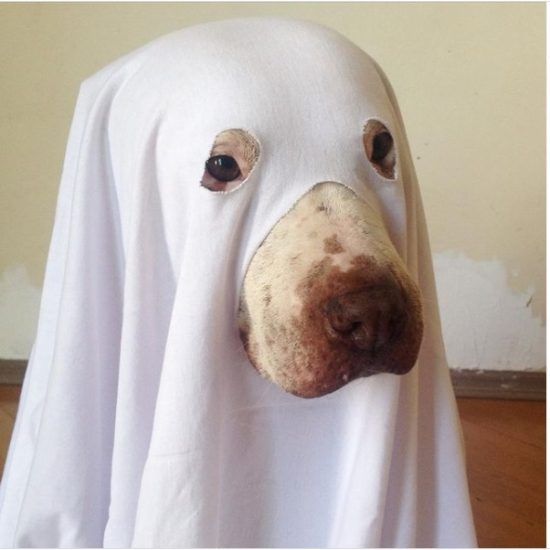 Ghost Doggy Costume