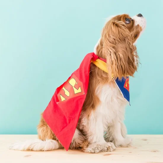 Superman Doggy DIY Costume