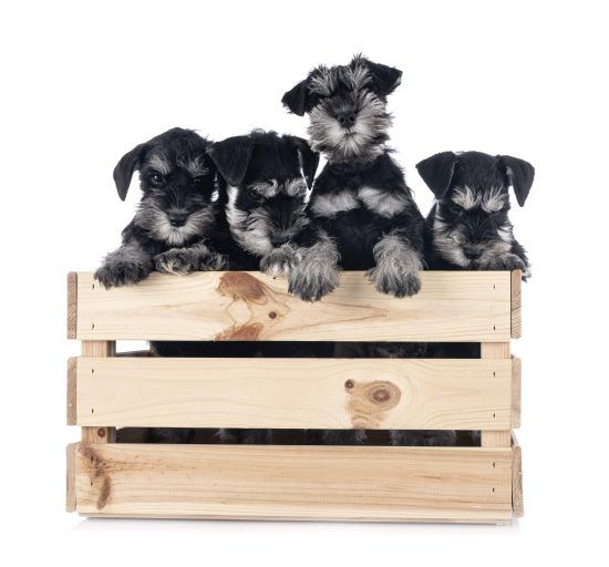 miniature schnauzers in front of white background