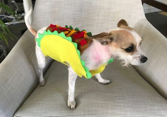 Let's "Taco" 'Bout a Crunchy Dog Costume