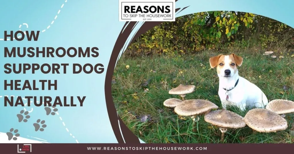 How Mushrooms Support Dog Health Naturally